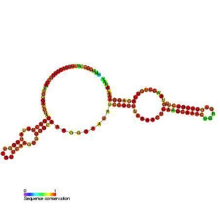 Small nucleolar RNA SNORA27