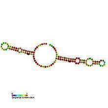 Small nucleolar RNA SNORA28 httpsuploadwikimediaorgwikipediacommonsthu