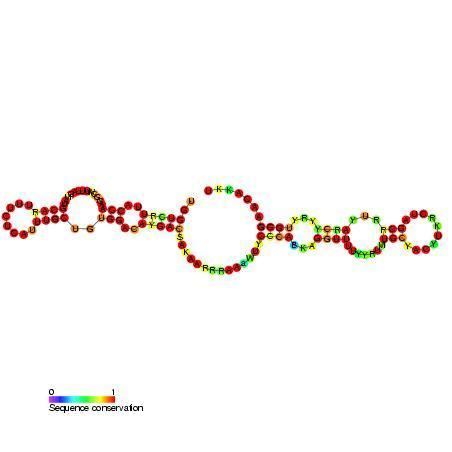 Small nucleolar RNA SNORA32