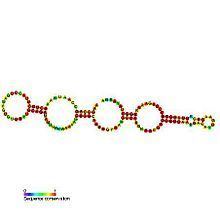 Small nucleolar RNA SNORA33 httpsuploadwikimediaorgwikipediacommonsthu