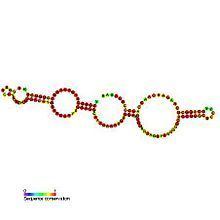 Small nucleolar RNA SNORA38 httpsuploadwikimediaorgwikipediacommonsthu