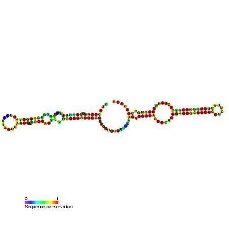Small nucleolar RNA SNORA4