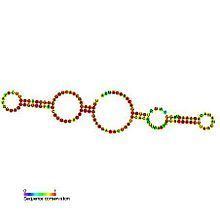 Small nucleolar RNA SNORA41 httpsuploadwikimediaorgwikipediacommonsthu