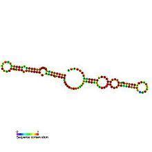 Small nucleolar RNA SNORA42 httpsuploadwikimediaorgwikipediacommonsthu