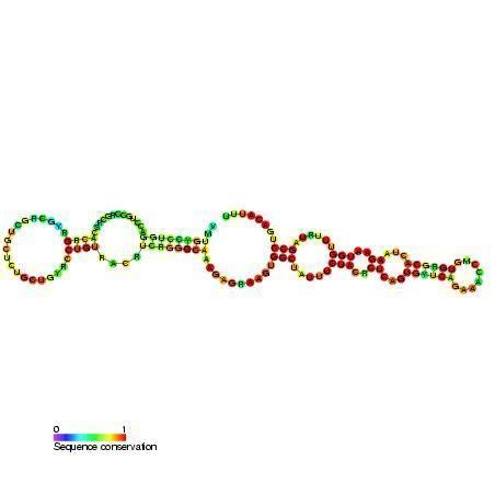 Small nucleolar RNA SNORA43