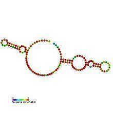 Small nucleolar RNA SNORA44 httpsuploadwikimediaorgwikipediacommonsthu