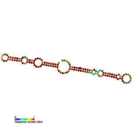 Small nucleolar RNA SNORA46