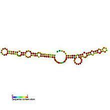Small nucleolar RNA SNORA48 httpsuploadwikimediaorgwikipediacommonsthu