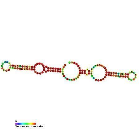 Small nucleolar RNA SNORA49
