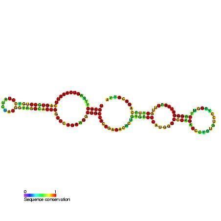 Small nucleolar RNA SNORA5