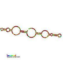 Small nucleolar RNA SNORA51 httpsuploadwikimediaorgwikipediacommonsthu