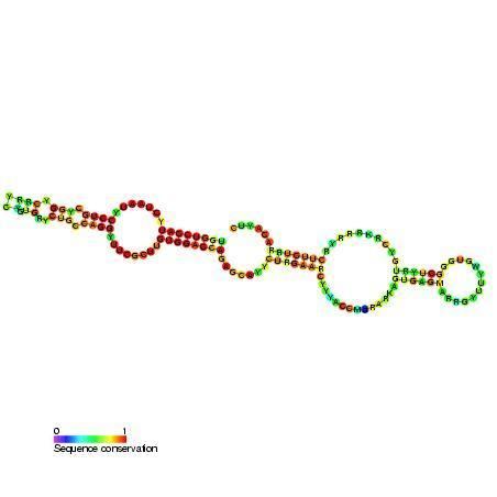 Small nucleolar RNA SNORA52