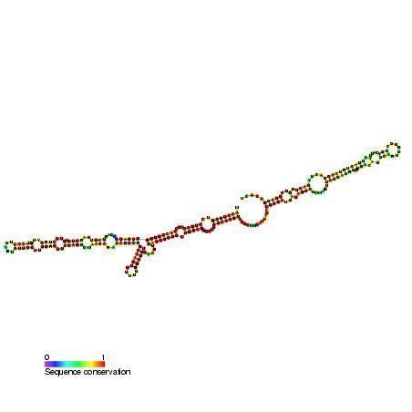 Small nucleolar RNA SNORA53