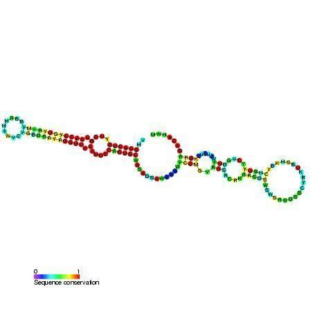 Small nucleolar RNA SNORA54