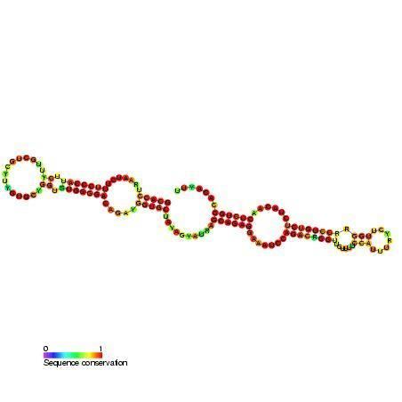 Small nucleolar RNA SNORA55