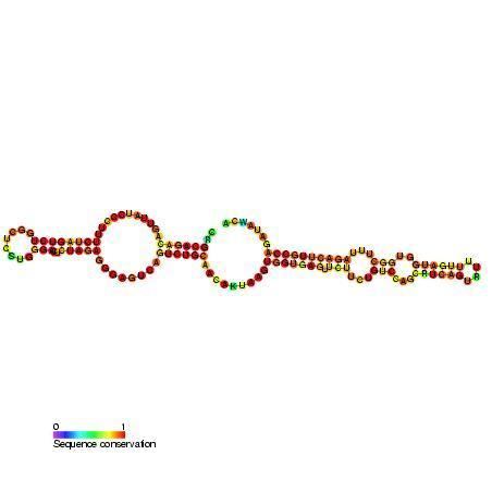 Small nucleolar RNA SNORA56