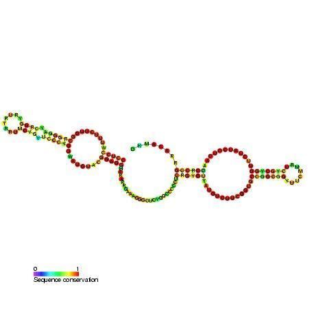 Small nucleolar RNA SNORA57