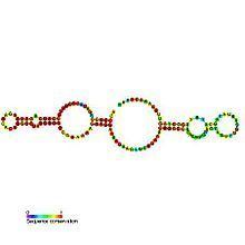 Small nucleolar RNA SNORA61 httpsuploadwikimediaorgwikipediacommonsthu