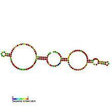 Small nucleolar RNA SNORA62 httpsuploadwikimediaorgwikipediacommonsthu
