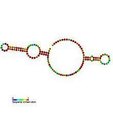 Small nucleolar RNA SNORA63 httpsuploadwikimediaorgwikipediacommonsthu