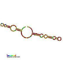 Small nucleolar RNA SNORA65 httpsuploadwikimediaorgwikipediacommonsthu