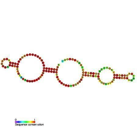 Small nucleolar RNA SNORA66