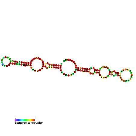Small nucleolar RNA SNORA67