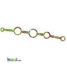 Small nucleolar RNA SNORA68 httpsuploadwikimediaorgwikipediacommonsthu