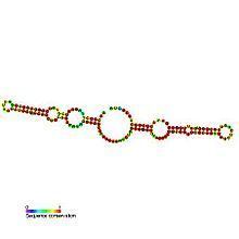 Small nucleolar RNA SNORA7 httpsuploadwikimediaorgwikipediacommonsthu