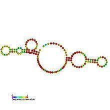 Small nucleolar RNA SNORA70 httpsuploadwikimediaorgwikipediacommonsthu