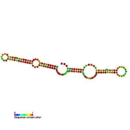 Small nucleolar RNA SNORA71