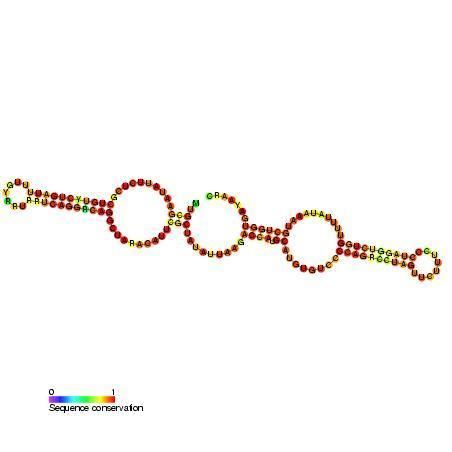 Small nucleolar RNA SNORA72