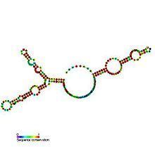 Small nucleolar RNA SNORA73 httpsuploadwikimediaorgwikipediacommonsthu