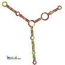 Small nucleolar RNA SNORA74 httpsuploadwikimediaorgwikipediacommonsthu