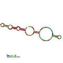Small nucleolar RNA SNORA75 httpsuploadwikimediaorgwikipediacommonsthu