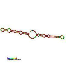 Small nucleolar RNA SNORA76 httpsuploadwikimediaorgwikipediacommonsthu
