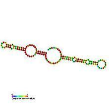 Small nucleolar RNA SNORA77 httpsuploadwikimediaorgwikipediacommonsthu