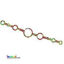 Small nucleolar RNA SNORA79 httpsuploadwikimediaorgwikipediacommonsthu