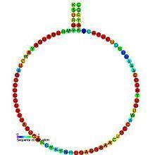 Small nucleolar RNA SNORD100 httpsuploadwikimediaorgwikipediacommonsthu