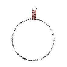 Small nucleolar RNA SNORD113 httpsuploadwikimediaorgwikipediacommonsthu