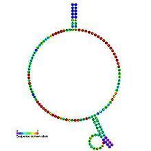 Small nucleolar RNA SNORD14 httpsuploadwikimediaorgwikipediacommonsthu