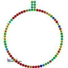 Small nucleolar RNA SNORD18 httpsuploadwikimediaorgwikipediacommonsthu