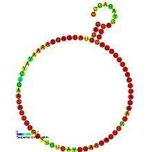Small nucleolar RNA SNORD19 httpsuploadwikimediaorgwikipediacommonsthu