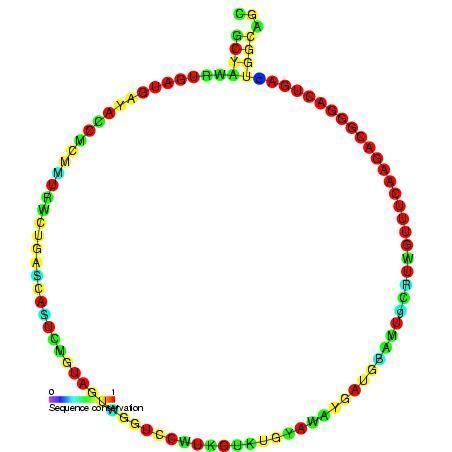 Small nucleolar RNA SNORD21