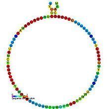 Small nucleolar RNA SNORD29 httpsuploadwikimediaorgwikipediacommonsthu