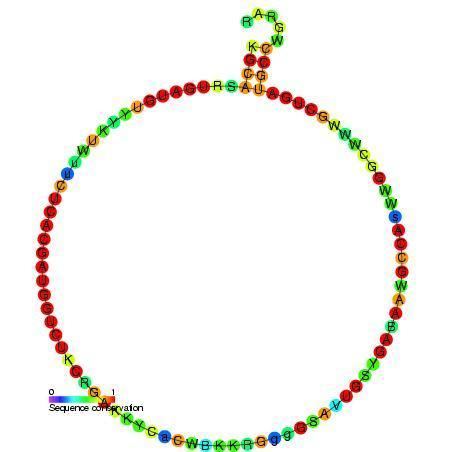 Small nucleolar RNA SNORD35