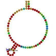 Small nucleolar RNA SNORD38 httpsuploadwikimediaorgwikipediacommonsthu
