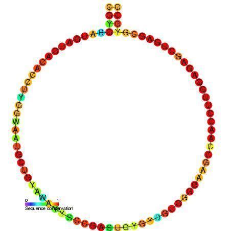 Small nucleolar RNA SNORD39