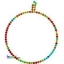 Small nucleolar RNA SNORD45 httpsuploadwikimediaorgwikipediacommonsthu