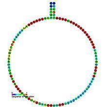 Small nucleolar RNA SNORD46 httpsuploadwikimediaorgwikipediacommonsthu
